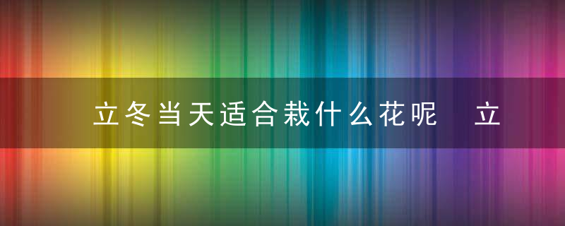 立冬当天适合栽什么花呢 立冬当天栽什么花比较好